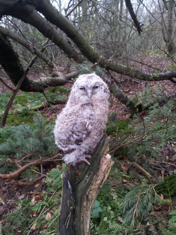 Tawny Owl (young bird)