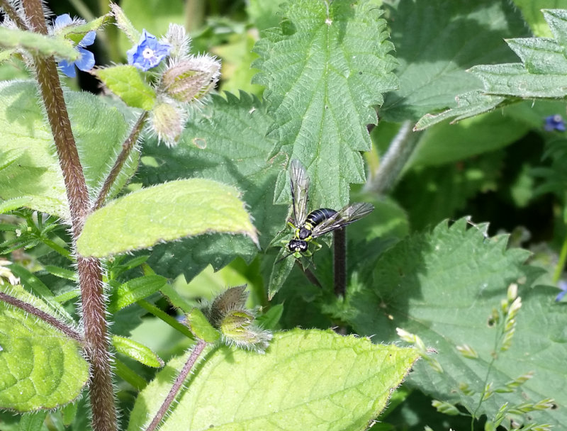 Likely Tenthredo mesomela