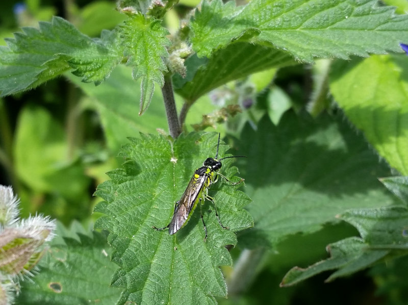 Likely Tenthredo mesomela