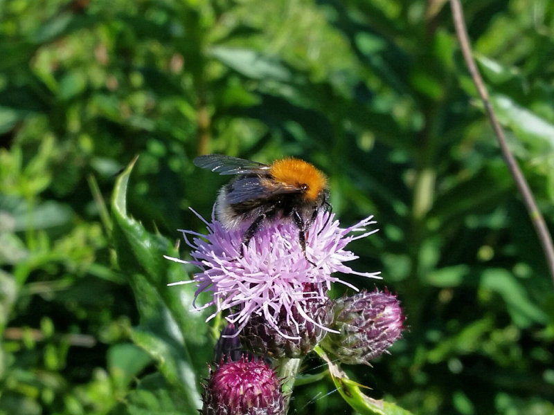 Tree Bumblebee