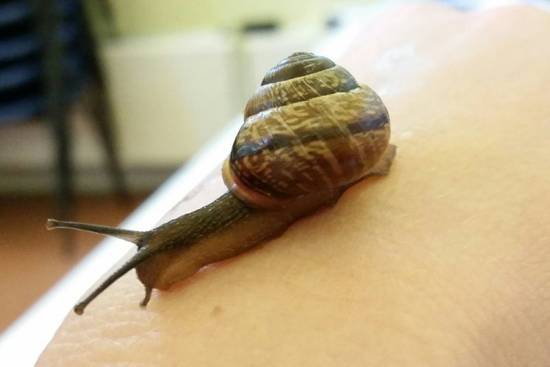 Copse Snail