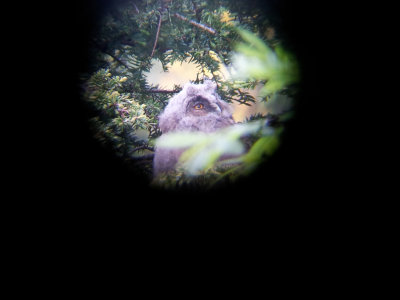 Long-eared Owl (young bird)