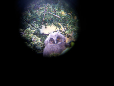 Long-eared Owl (young bird)