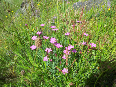 Maiden Pink