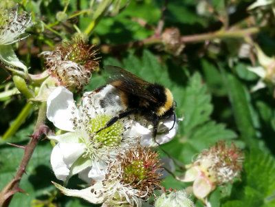 Gipsy Cuckoo Bumblebee