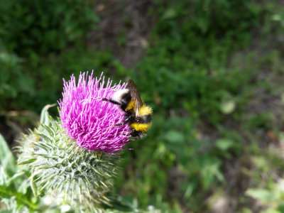 Garden Bumblebee