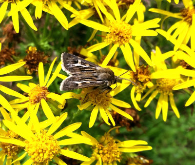 Antler Moth