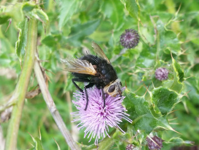 Tachina grossa