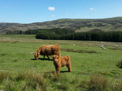 Pentlands