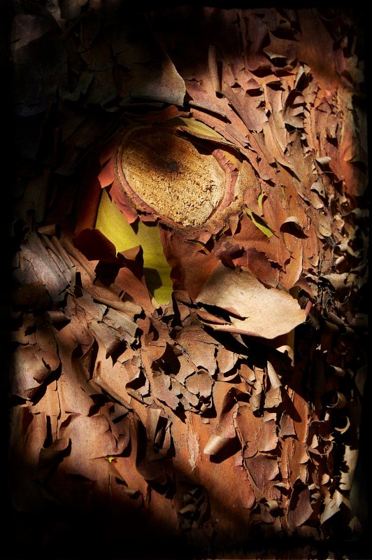 ARBUTUS BARK