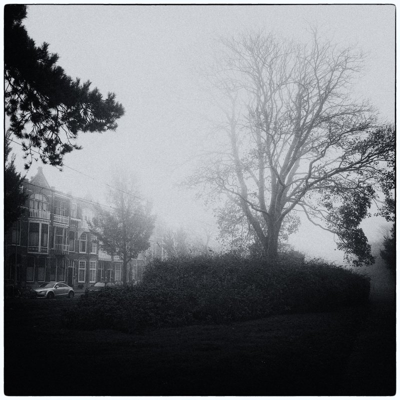 Morning Mist