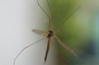 on the glass