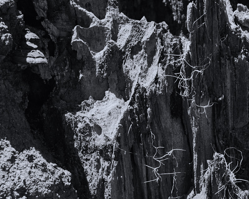 Dead Tree 2