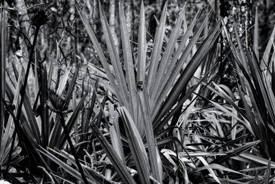 Palmetto