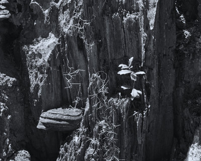 Dead Tree and Fungus