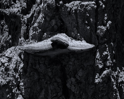 Fungus