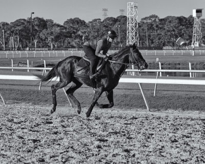 Cold Morning Gallop