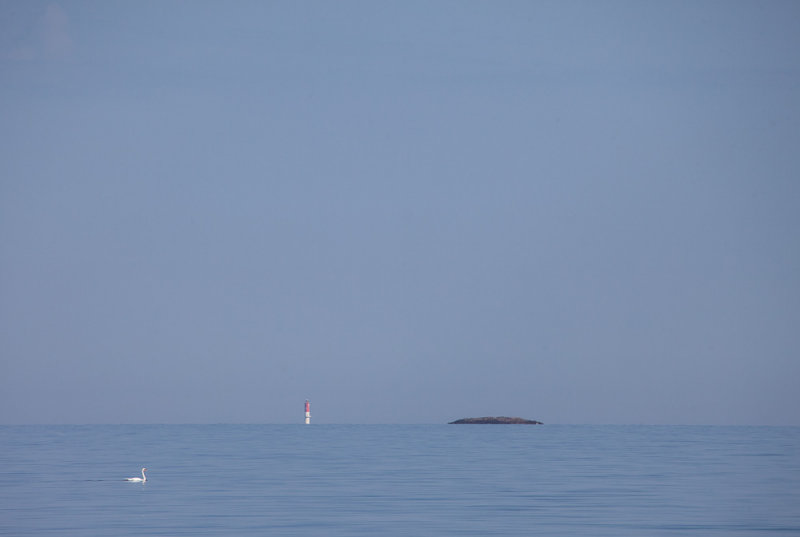 Swan, Lighthouse and Rock