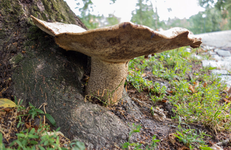 Mushrooms coming up in the park