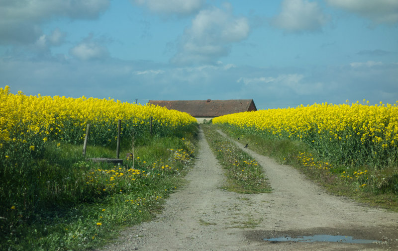 Yellow fields