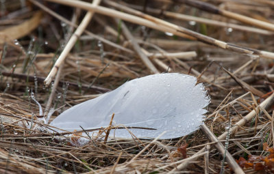 Lost feather