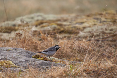 The White Wagtail has returned