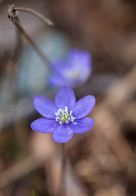 Anemone hepatica