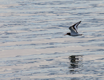 Oystercatcher flying low