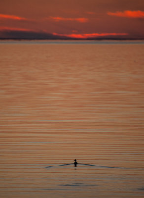 Swimming into the sunset