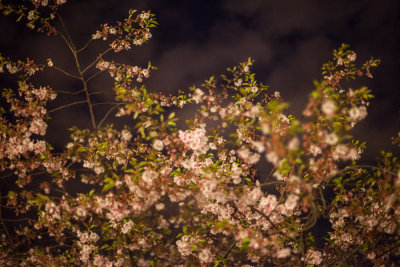 Cherries at night