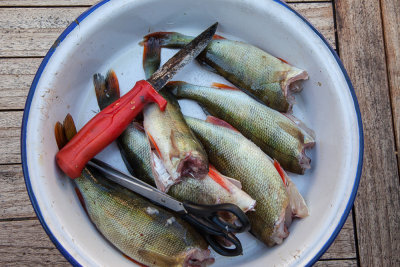 Last night's catch