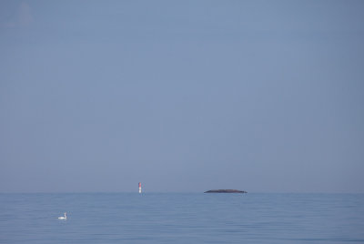 Swan, Lighthouse and Rock