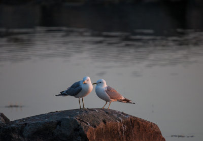 Gull parents