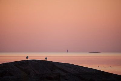 Two gulls