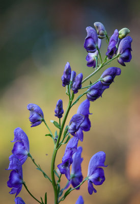 Monkshood (Acotimun napellus)