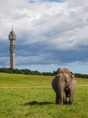 Elephant in Stockholm