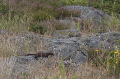 Stora Nassa - Far out in the Stockholm archipelago