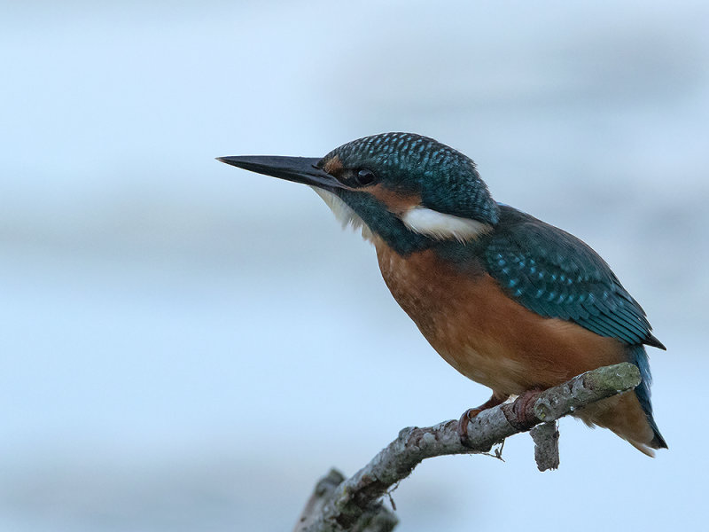 Alcedo atthis - IJsvogel -  Kingfisher