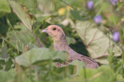 Perdix perdix - Patrijs - Grey Partridge