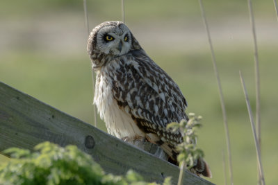 Asio flammeus - Velduil - Short-eared Owl