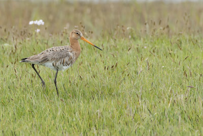 Limosa limosa - Grutto -  Black-tailed Godwit