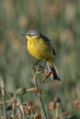 Motacilla flava - Gele Kwikstaart -  Yellow Wagtail