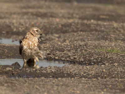 Circus pygargus -  Grauwe Kiekendief - Montagu's Harrier