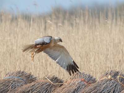 Circus aeruginosus - Bruine Kiekendief - Marsh Harrier