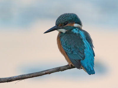 Alcedo atthis - IJsvogel -  Kingfisher