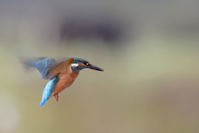 Alcedo atthis - IJsvogel -  Kingfisher