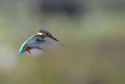 Alcedo atthis - IJsvogel -  Kingfisher