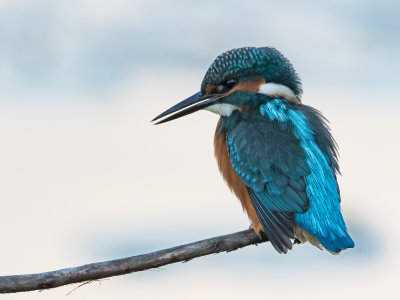 Alcedo atthis - IJsvogel -  Kingfisher