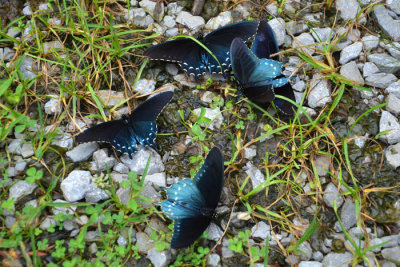 Red Spotted Purple and Pipevine Swallowtail