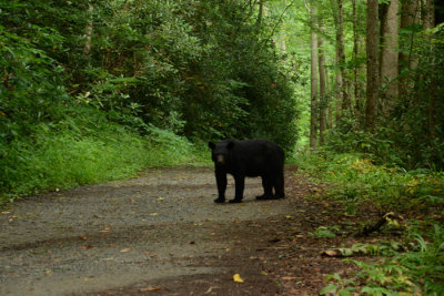 Black Bear on Little River Trail